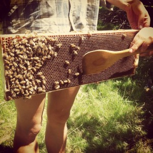 Working with the bees. 
